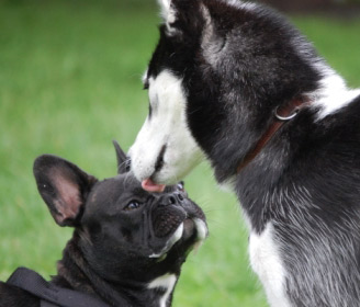 Man kann nicht „nicht kommunizieren“ – Hundekontakte beurteilen und moderieren